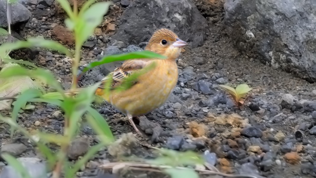 Red-headed Bunting