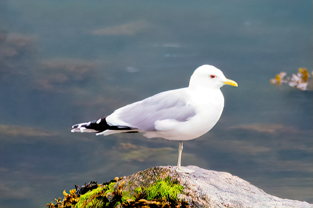 Common Gull