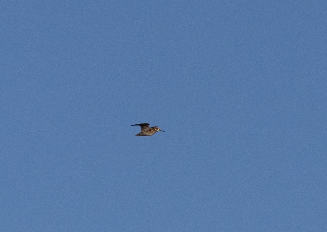 Jack Snipe