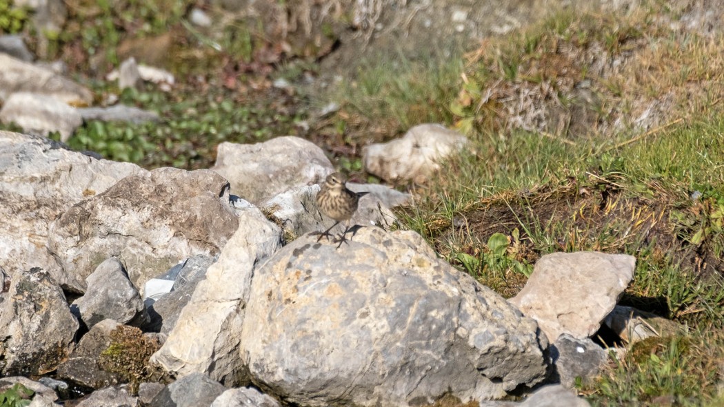 Dağ İncirkuşu