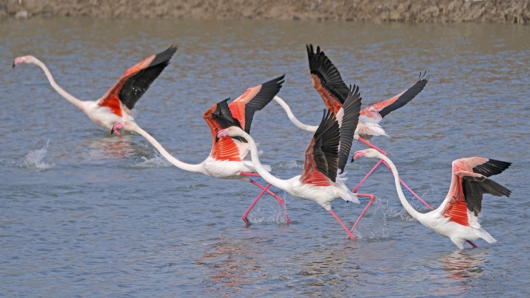 Flamingo