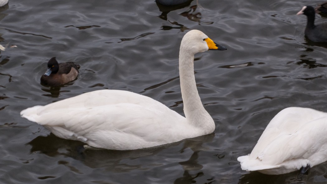 Ötücü Kuğu