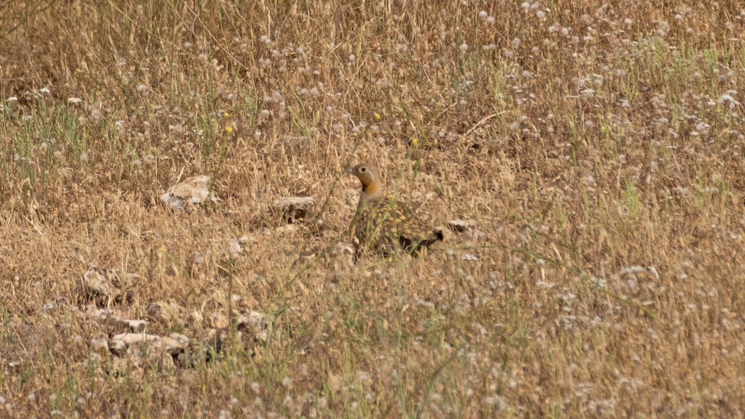 Bağırtlak