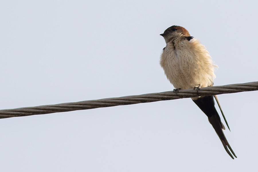 Eastern Red-rumped Swallow
