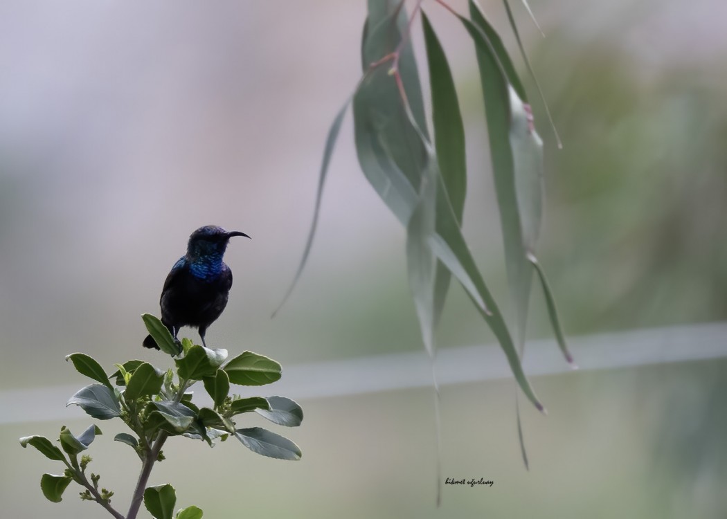 Palestine Sunbird