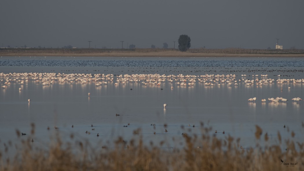 Flamingo