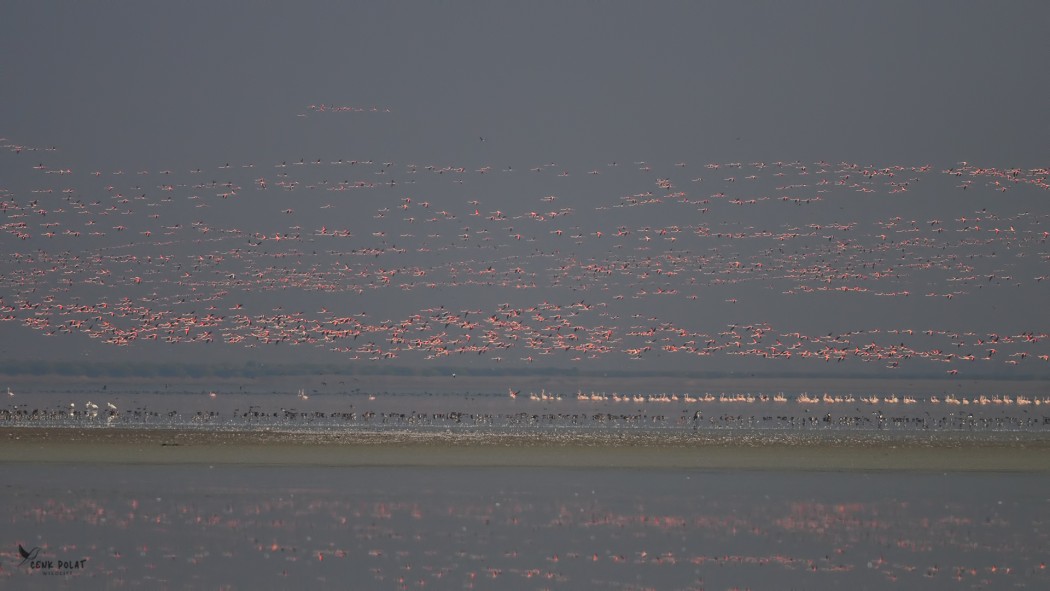 Flamingo