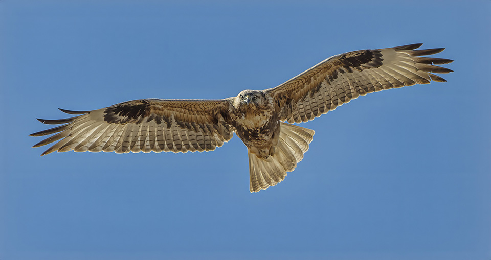 Kızıl Şahin