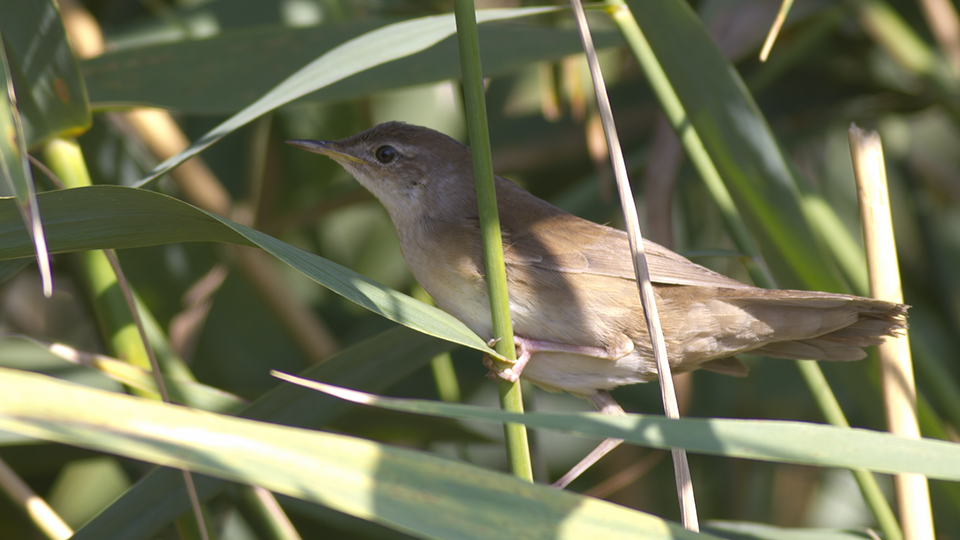 Savi`s Warbler