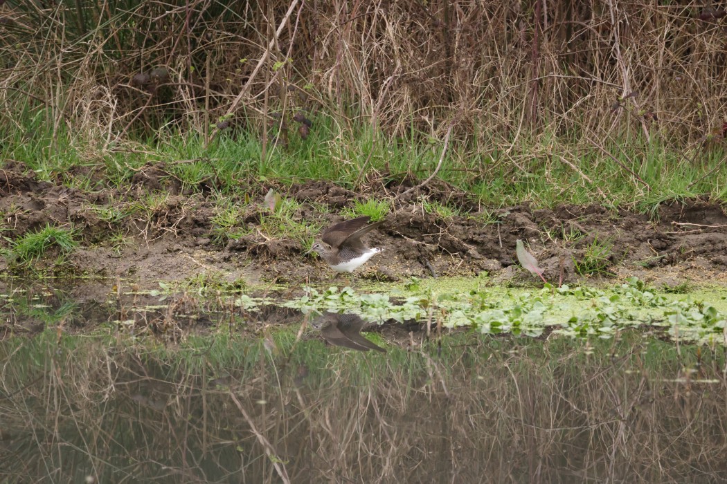 Green Sandpiper