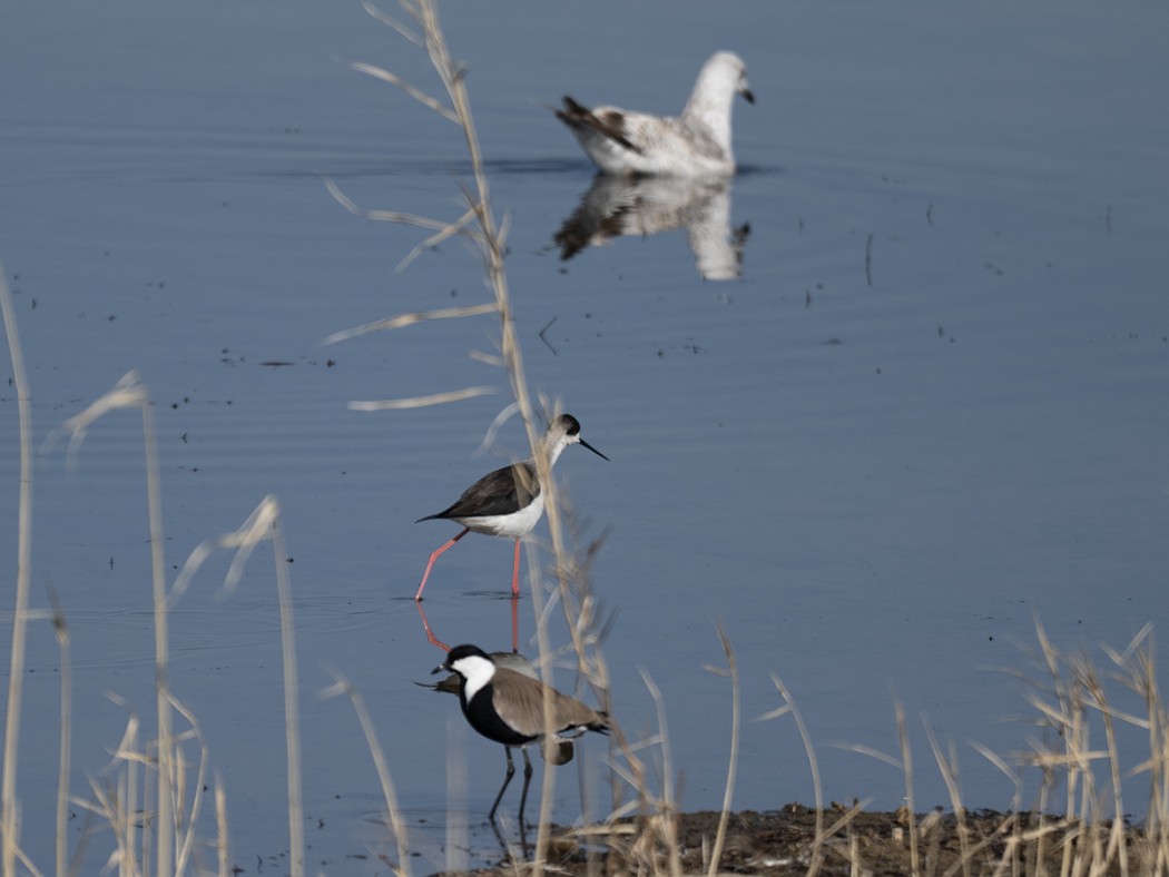 Spur-winged Lapwing