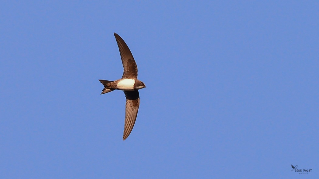 Alpine Swift