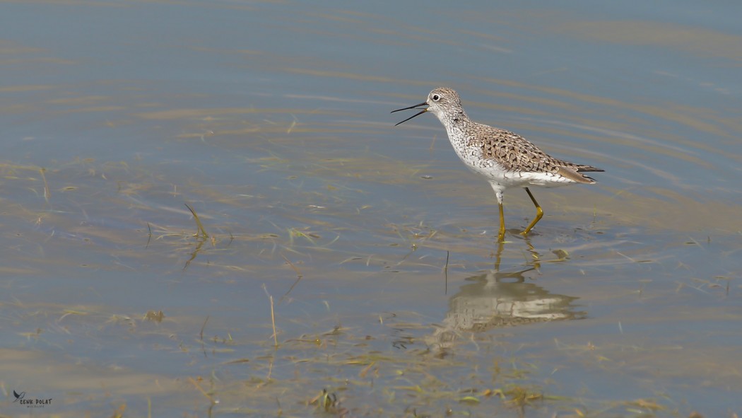 Marsh Sandpiper