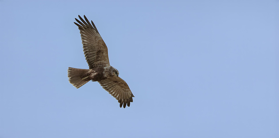 Western Marsh Harrier