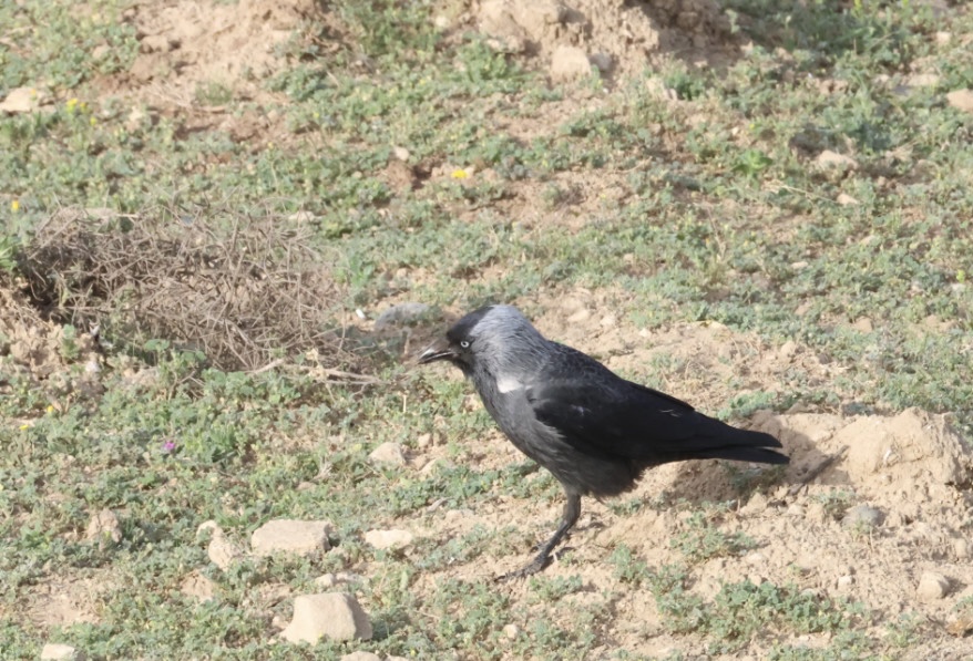 Küçük Karga