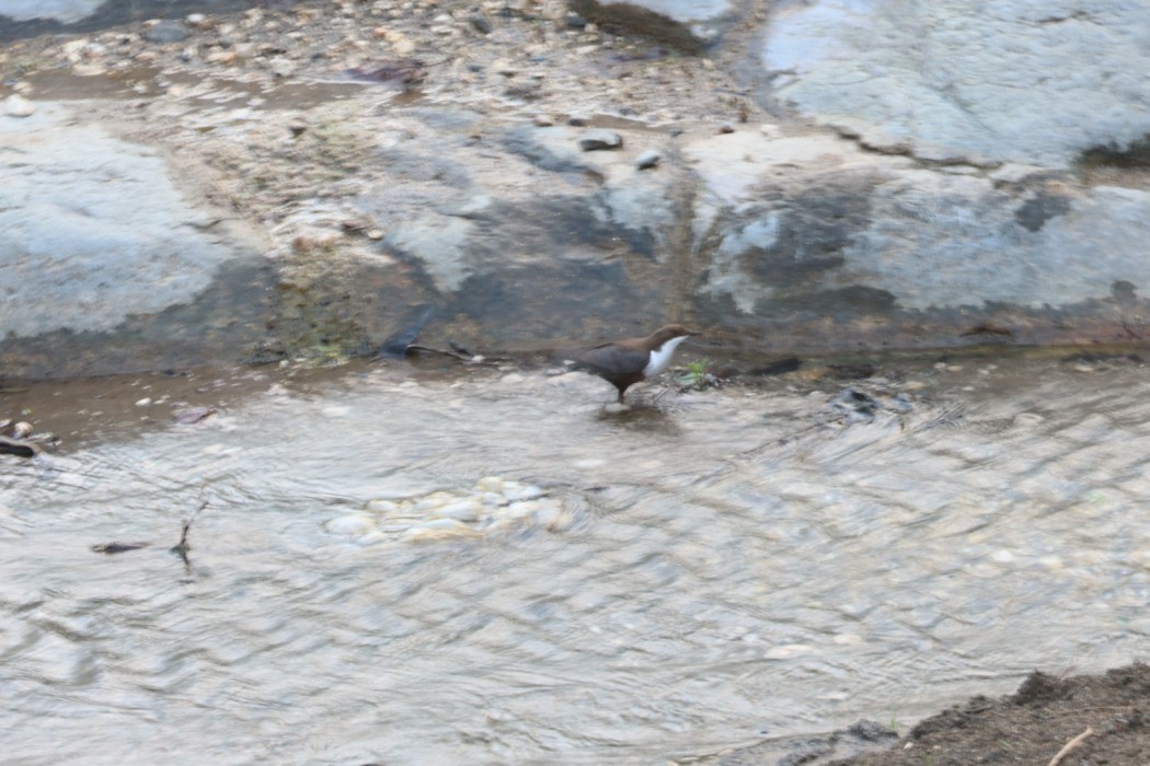 Derekuşu