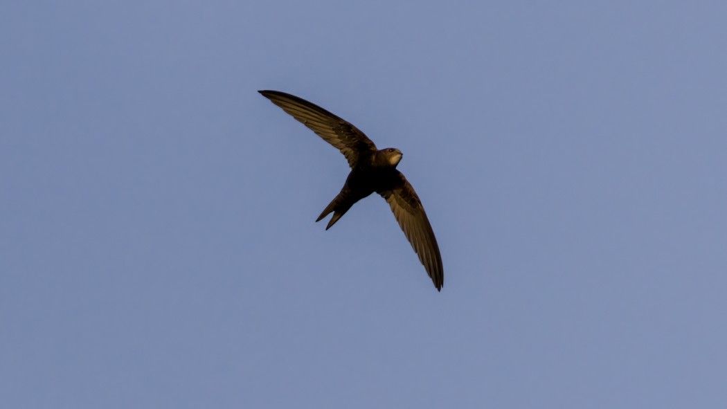 Ebabil