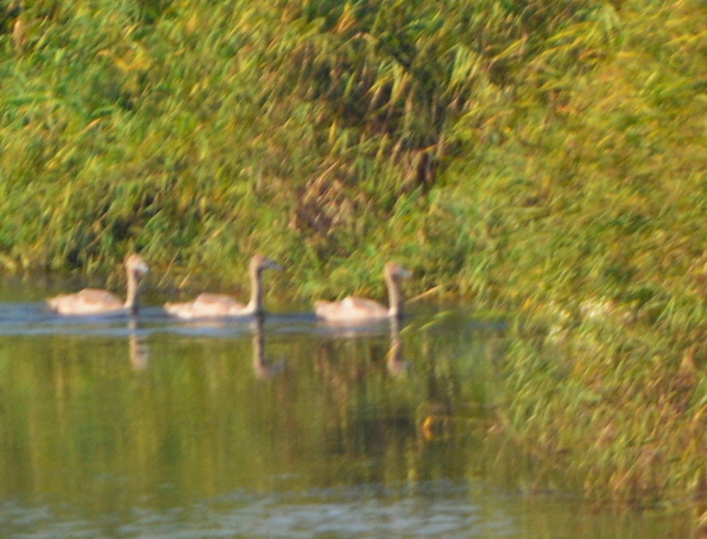 Kuğu