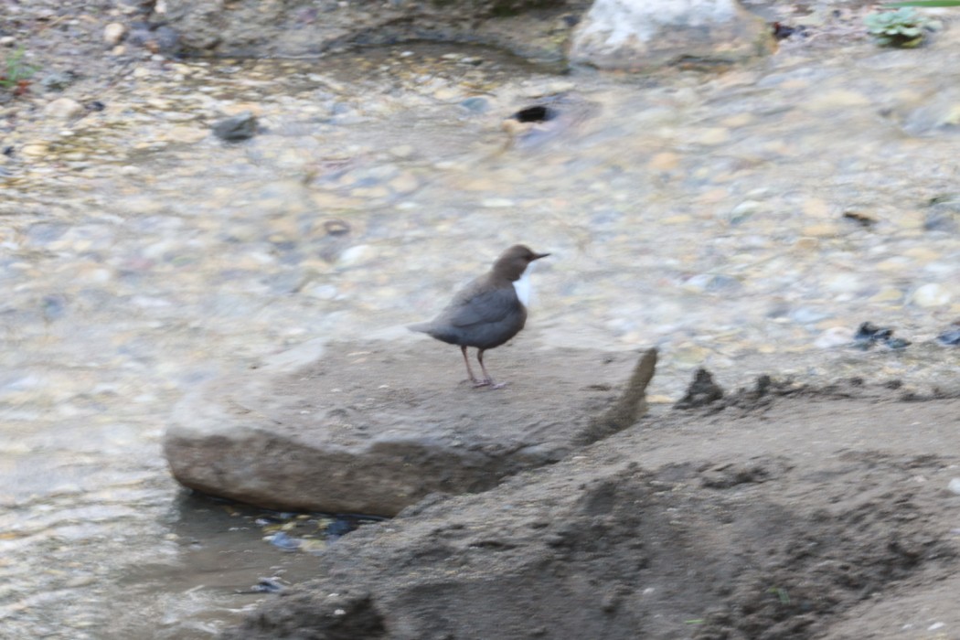 Derekuşu