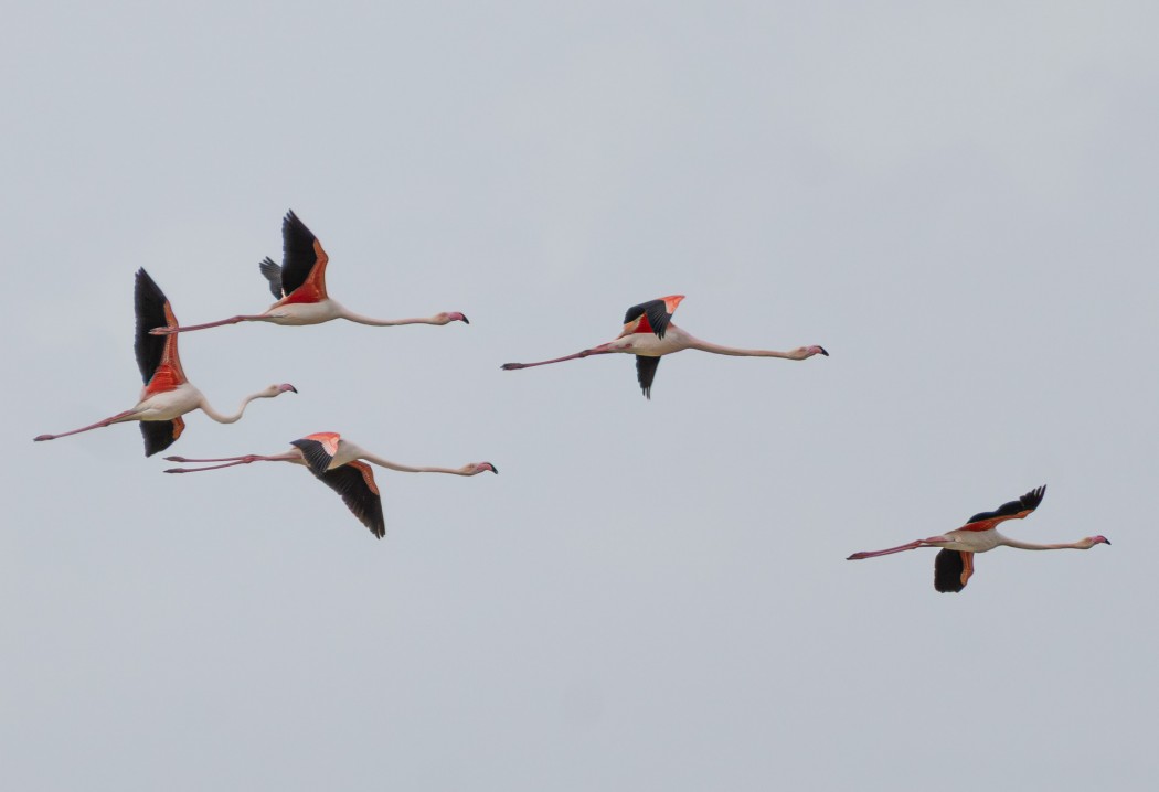 Flamingo