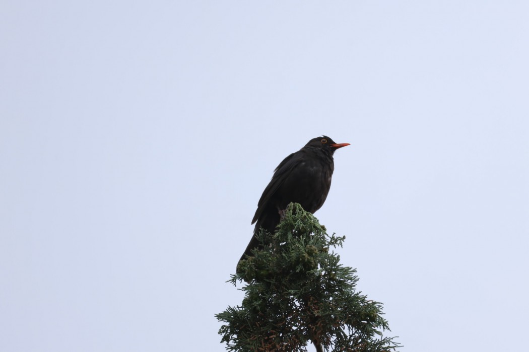Karatavuk