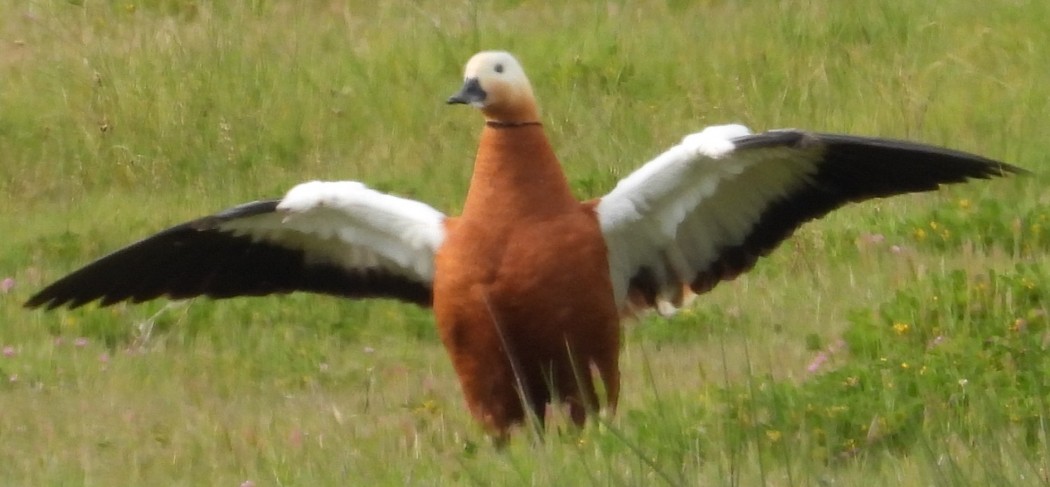 Angıt