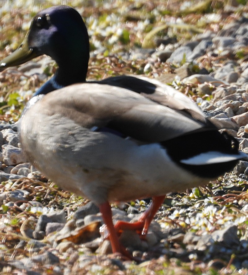 Yeşilbaş