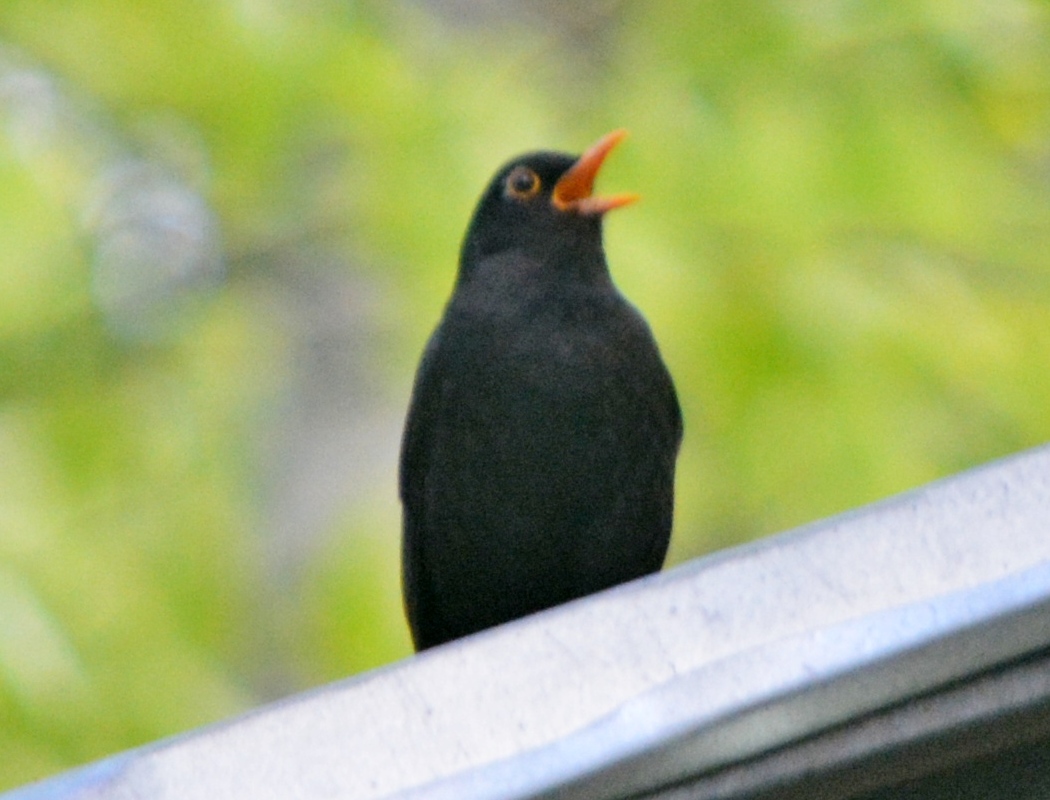 Karatavuk