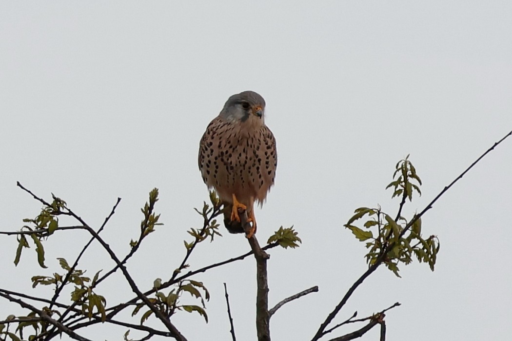 Common Kestrel