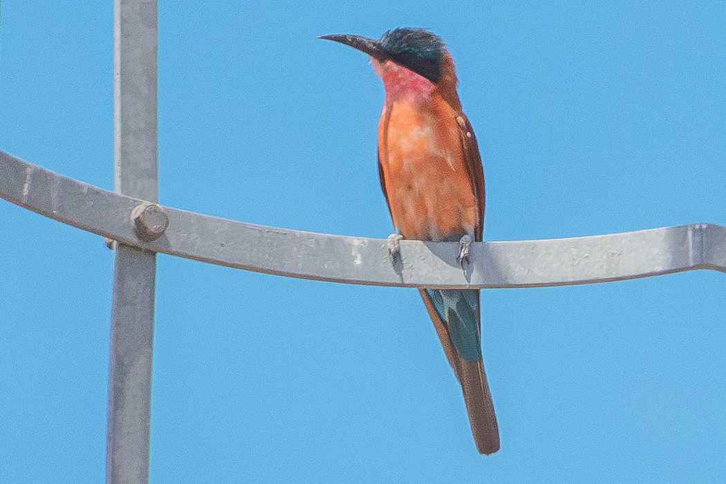 Southern Carmine Bee-eater