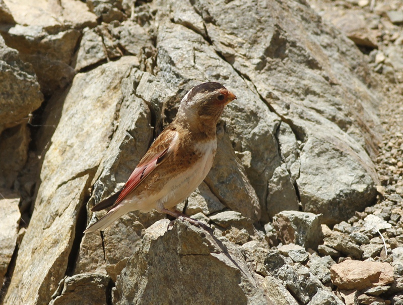Alamecek