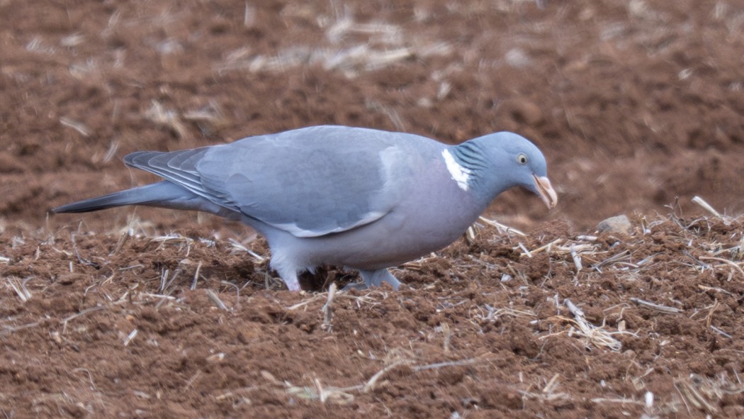 Tahtalı
