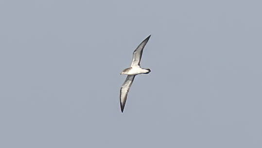 Scopoli`s Shearwater