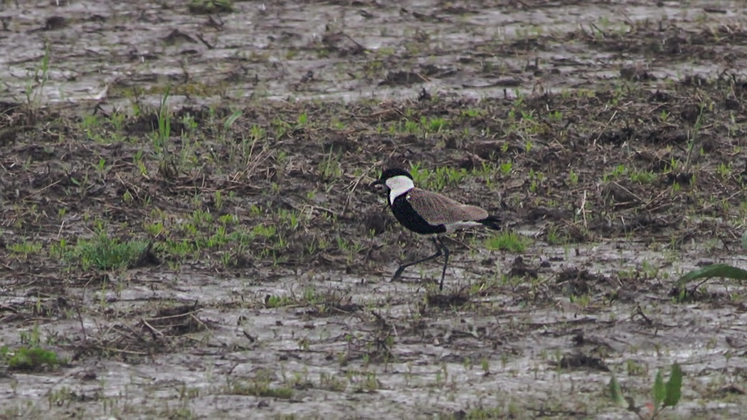 Spur-winged Lapwing