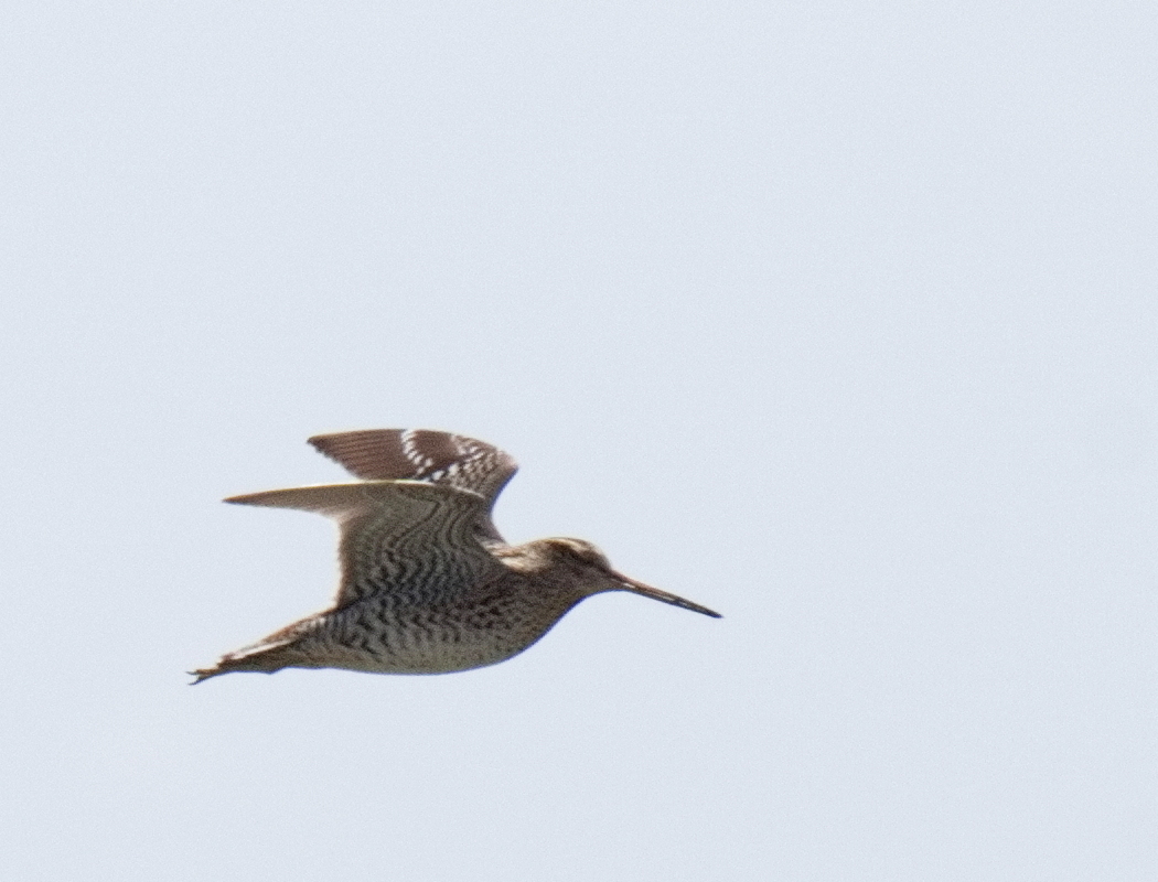 Great Snipe