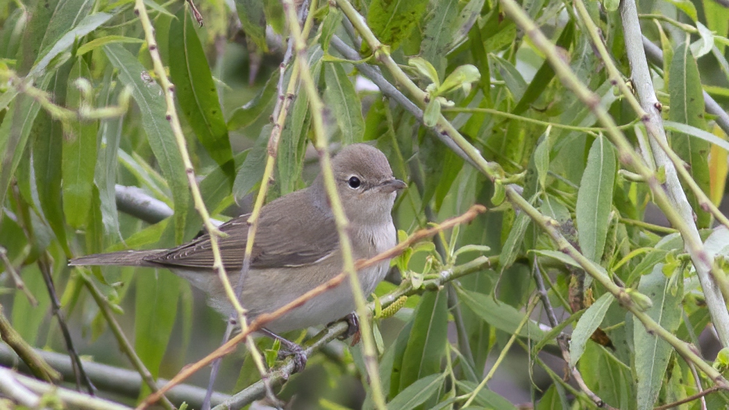 Garden Warbler
