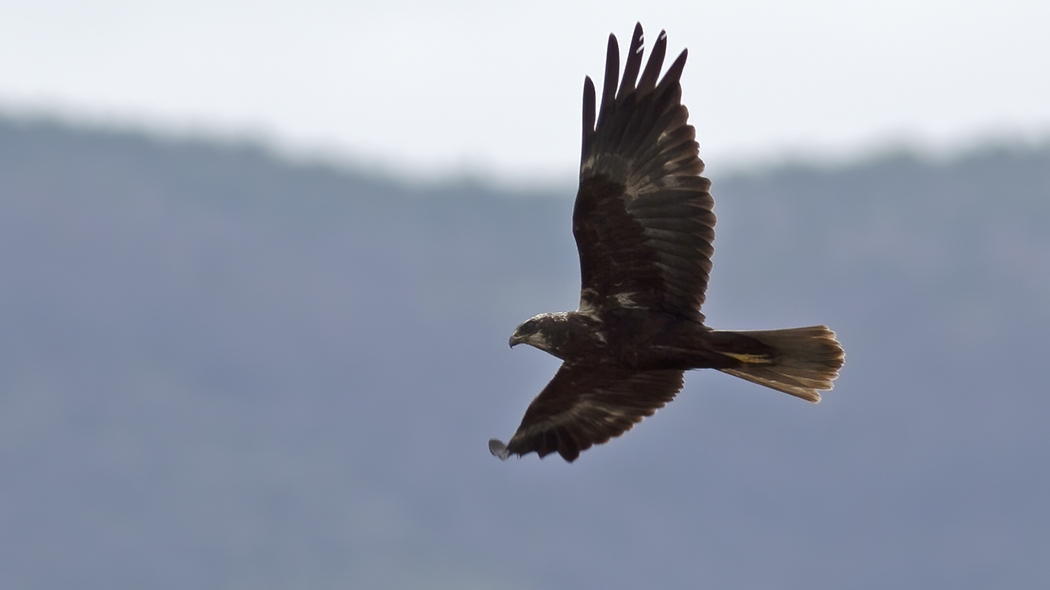 Western Marsh Harrier