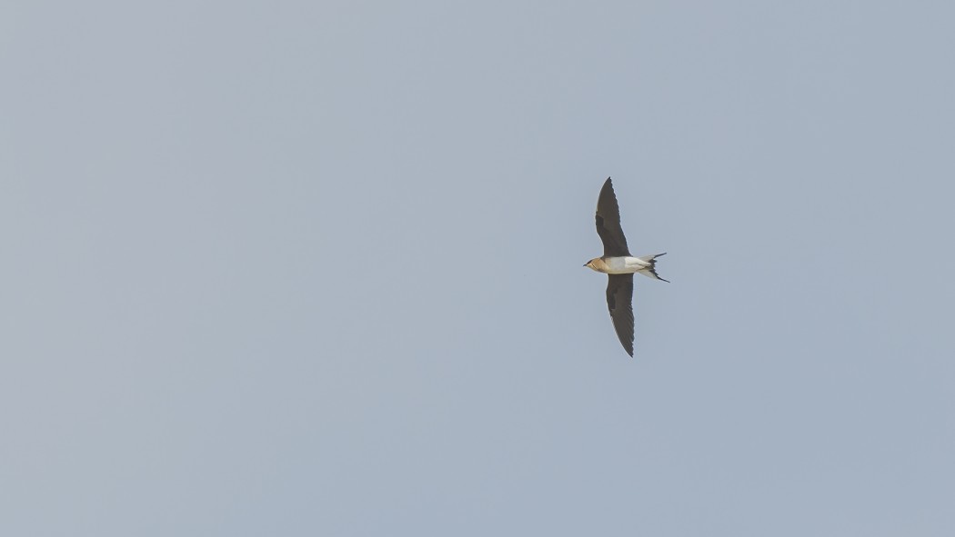 Black-winged Pratincole