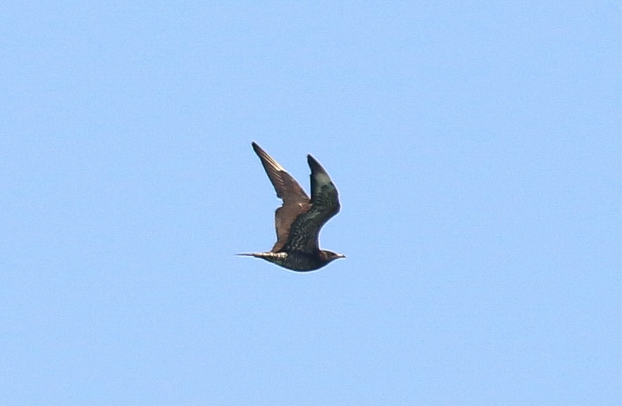 Korsanmartı