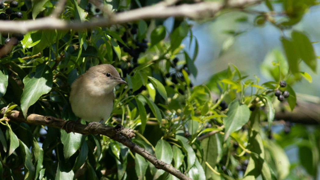 Garden Warbler