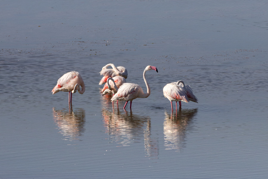 Flamingo