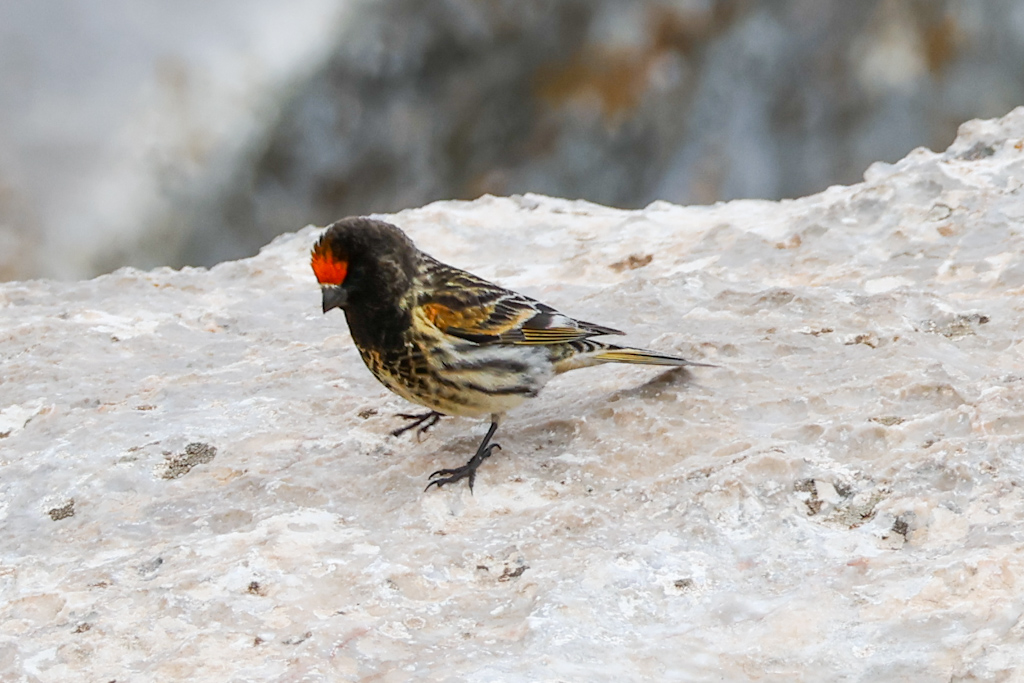Red-fronted Serin