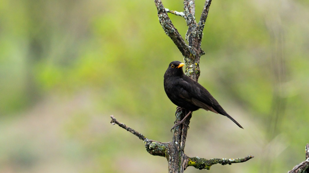 Karatavuk