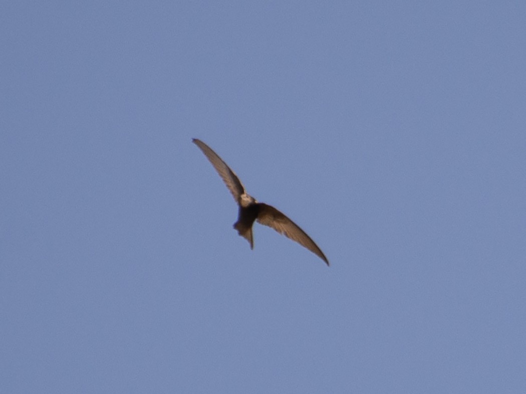 Ebabil