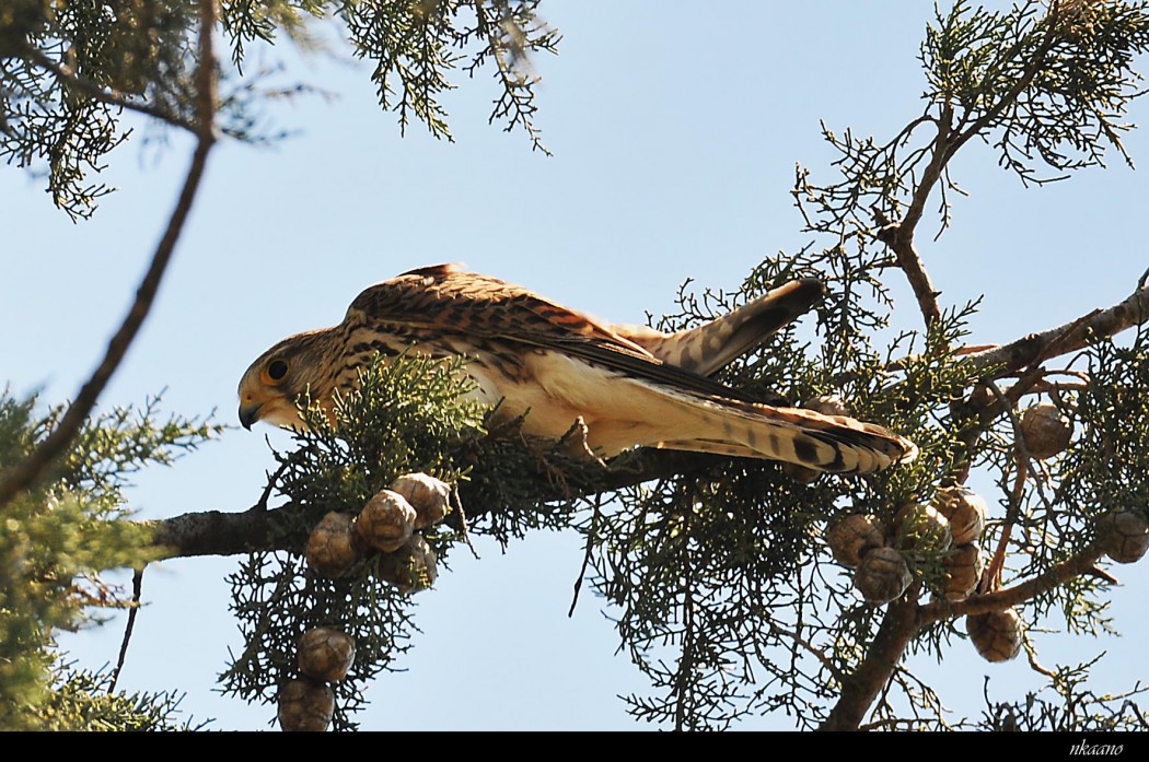 Common Kestrel