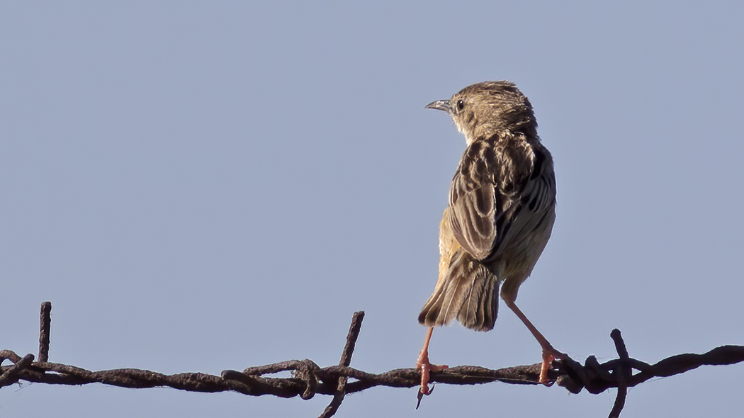 Zitting Cisticola