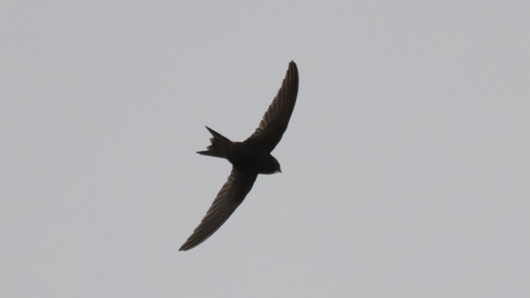 Ebabil