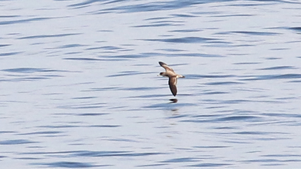 Scopoli`s Shearwater
