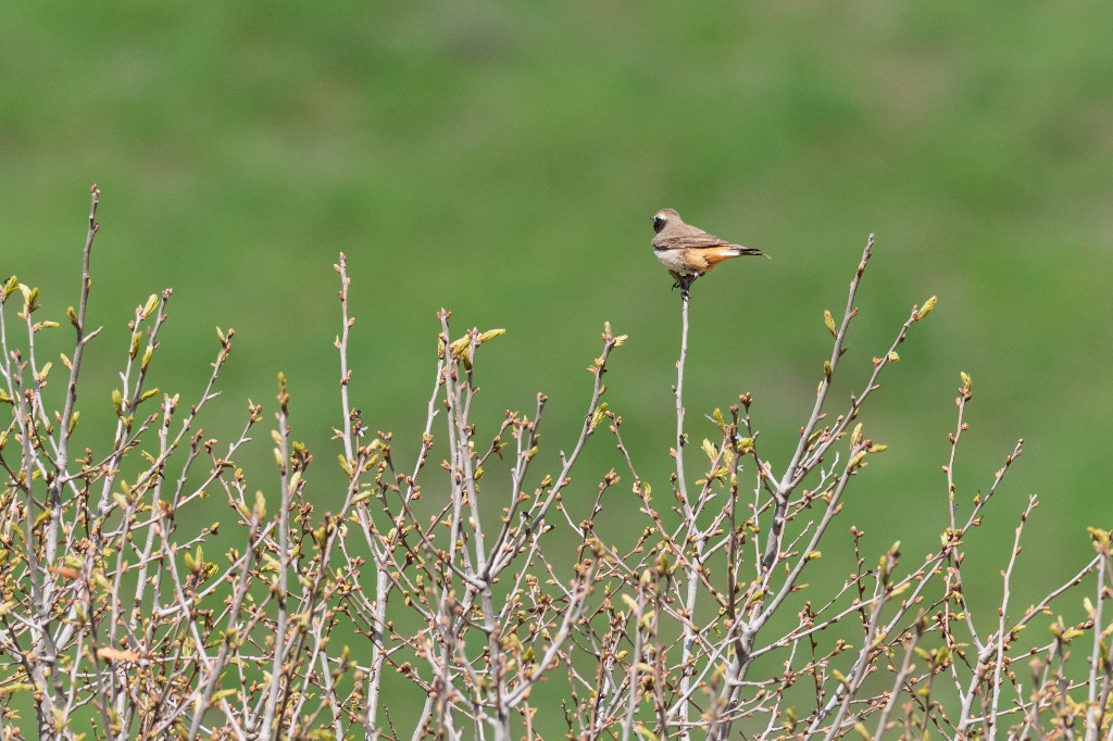 Red-tailed Wheatear