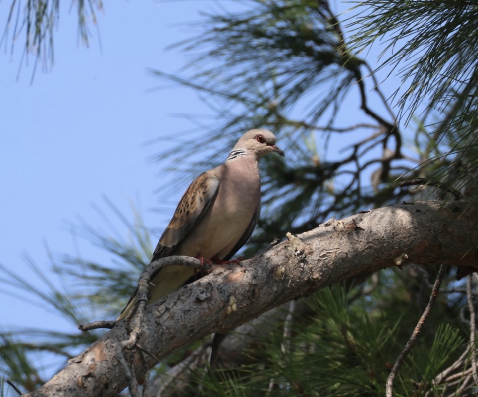 European Turtle Dove